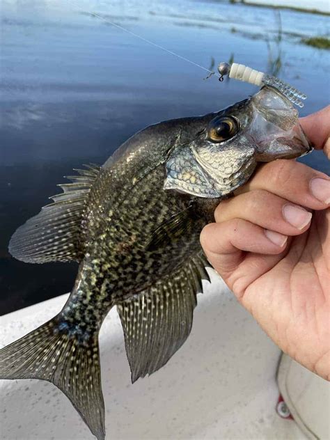 How To Crappie Fish With A Jig: Easy Explanation & Tips! • Panfish Nation