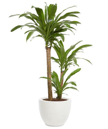 Tall Office Plants - Garden Plantation