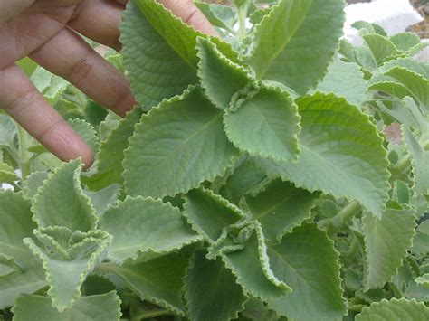 Cuban Oregano (LIVE PLANT ) ,CARIBBEAN PRODUCT — Caribbean garden seed