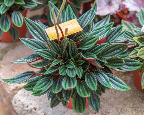 Peperomia Rosso Care: Growing & Nurturing The Emerald Ripple Pepper