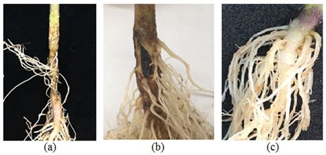 Exploring Two Streptomyces Species to Control Rhizoctonia solani in Tomato