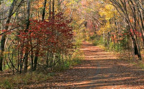 Tyler State Park in Tyler, Texas - Kid-friendly Attractions | Trekaroo