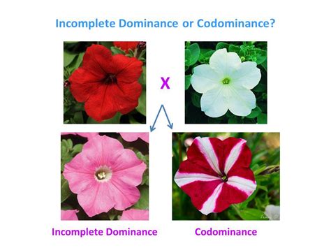 Sign-in | Mendelian inheritance, Life science middle school, Dominant