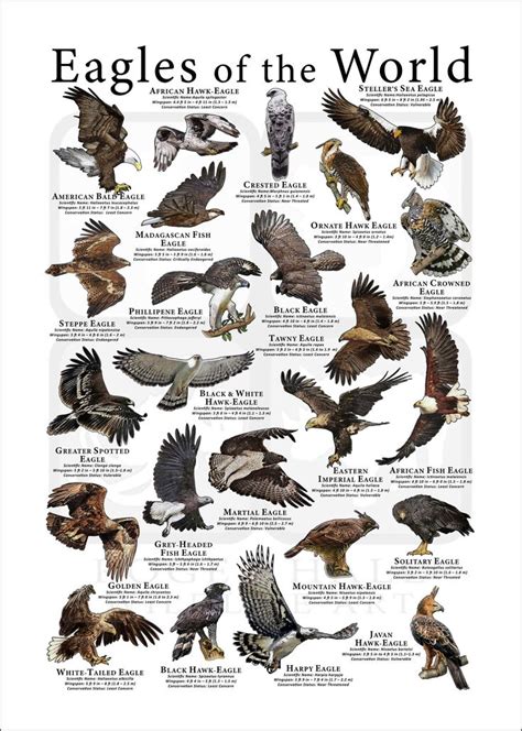 Eagles of the World Poster Print - Etsy Canada | Different types of ...