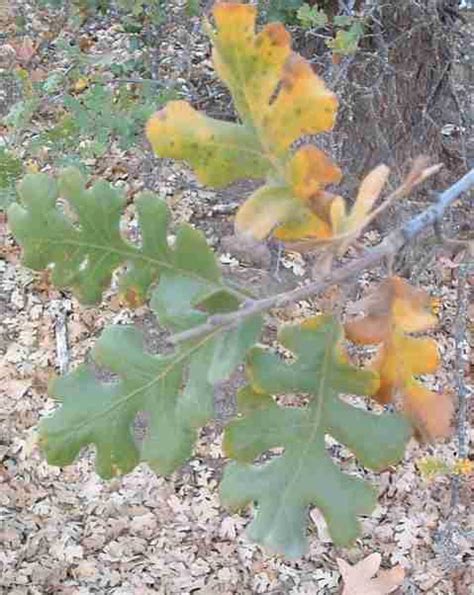 California Oaks II - Valley oak, Blue oak and Engelmann oak are the common oaks of the inner ...