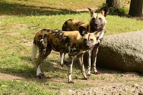 [4559] African wild dogs | Zoo Berlin / African wild dogs | Flickr