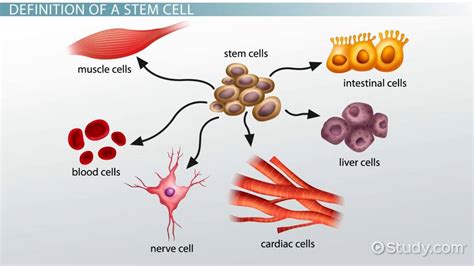 Stem Cells