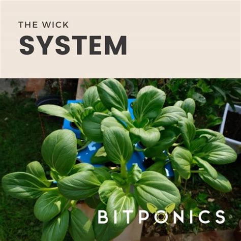 What Is The Hydroponic Wick System?