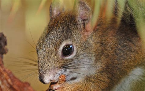 Endangered Mount Graham red squirrel habitat area may be revised