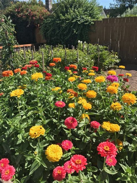 Homestead Stories: A Colorful Zinnia Extravaganza • Insteading | Zinnias, Zinnia garden, Zinnia ...