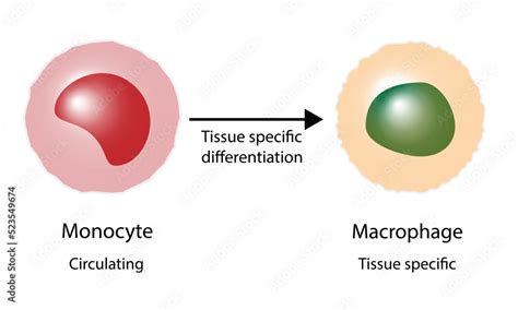 Differentiation of monocyte to macrophage, a phagocytic and antigen ...