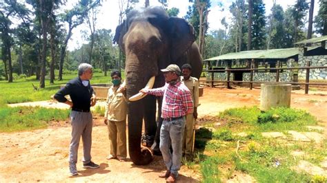 Forest Department begins selection process of Dasara elephants - Star ...