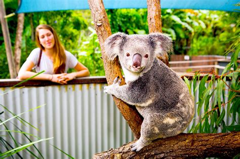 Kuranda Koala Gardens, Birdworld Kuranda & Australian Butterfly Sanctuary Combo Tickets ...