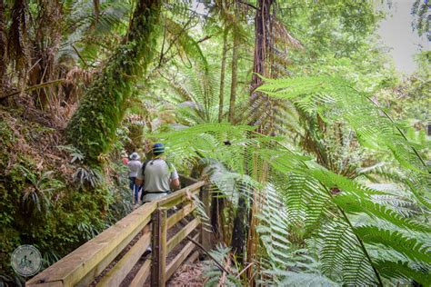 tarra valley picnic area and cyathea falls, tarra valley — mamma knows east