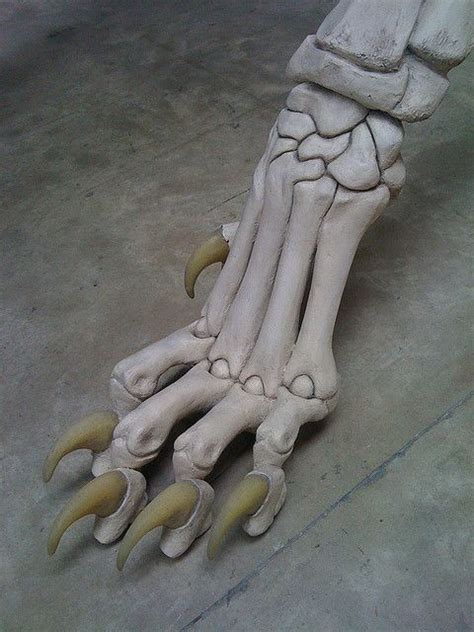 Pin by Michael HDSN on Anima...Tomy | Animal skeletons, Cat anatomy, Anatomy art