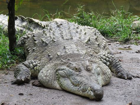 19 Orinoco Crocodile Facts - Facts.net