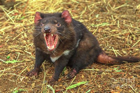 Tasmanian Devil Angry Photograph by Benny Marty - Fine Art America