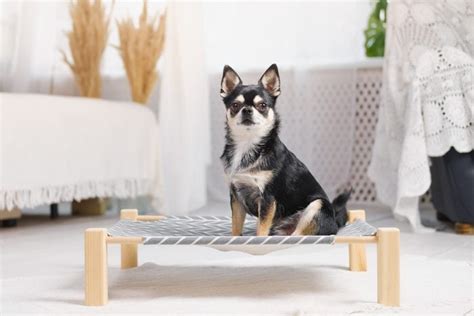 What To Know About Elevated Dog Beds | Family Handyman