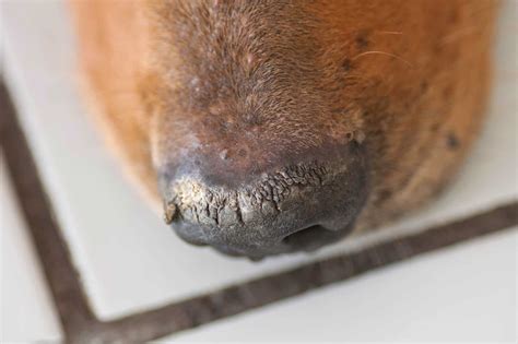 Crusty Dog Noses (Nasal Hyperkeratosis): Causes & Treatments