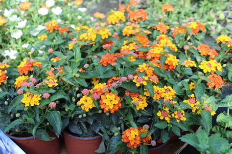 Lantana Camara: Como Cuidar, Fazer Mudas e Características | Mundo Ecologia