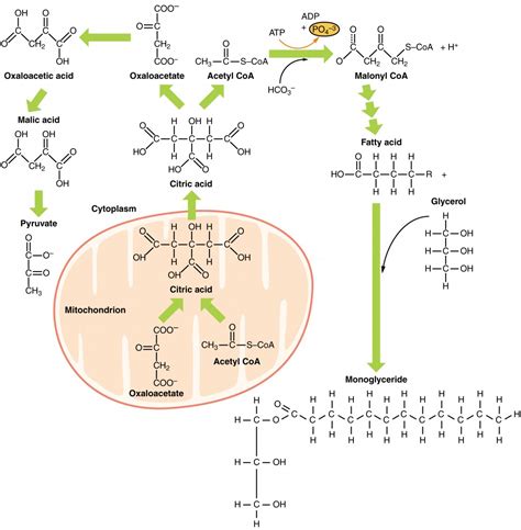 Lipid Metabolism | Anatomy and Physiology II