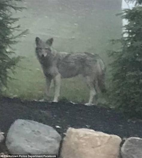 White Wolf : Majestic Coywolf (Coyote-Wolf Hybrid ) Spotted Roaming In ...