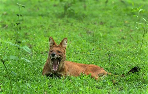 Indian Wild Dog Yawning Photograph by K Jayaram/science Photo Library