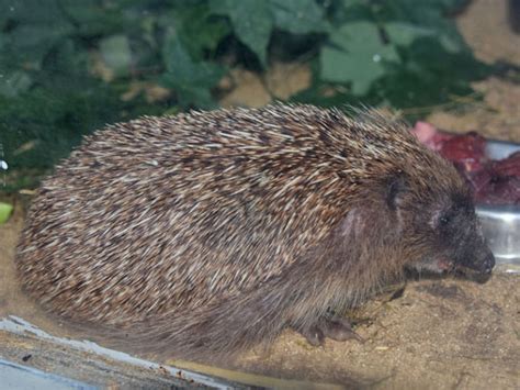 Erinaceus amurensis / Amur hedgehog in zoos