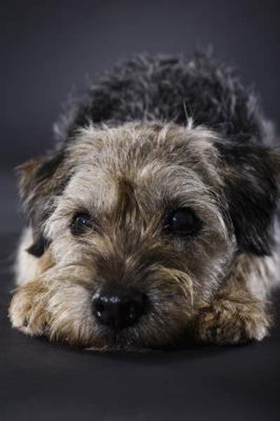 Grooming and Thinning a Border Terrier - Pets