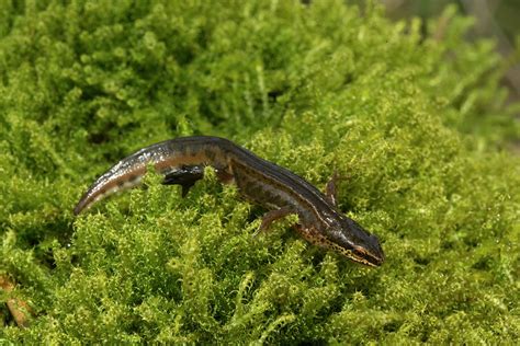 Palmate Newt Foraging On Moss Photograph by Simon Booth/science Photo Library - Fine Art America