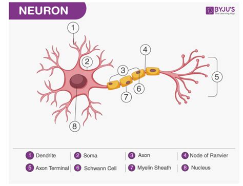 Make a sketch of human nerve cell. What function do nerve cells perform