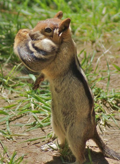 A chipmunk mother holding her baby in her arms | Cute animals, Baby animals, Animals