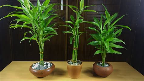 How To Propagate Lucky Bamboo