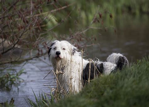 Shaggy Dog story ( image heavy) - Pentax User