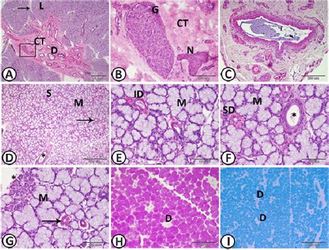 The mandibular salivary gland of dog stained by HE except for (H, I ...