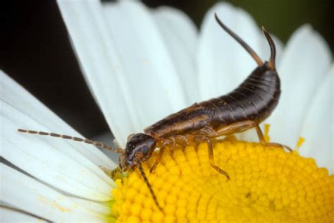 How To Keep Earwigs Out Of Your Potted Plants | Pestclue