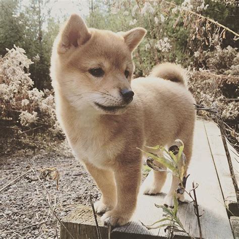 49 best A - SHIBA INU images on Pinterest | Akita, Shiba inu and Dogs