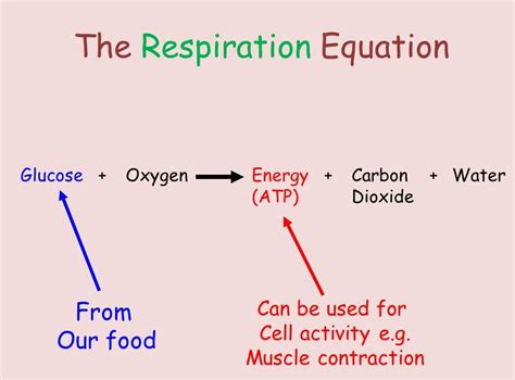 Cellular Respiration - Cell Processes