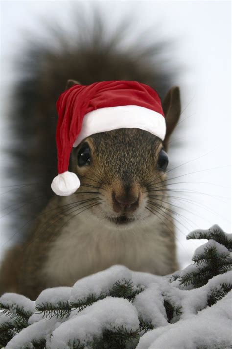 Santa Squirrel | Christmas squirrel, Cute squirrel, Squirrel