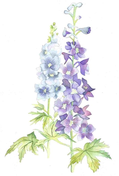 Larkspur Flower Drawing at PaintingValley.com | Explore collection of Larkspur Flower Drawing