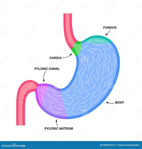 Stomach sections diagram stock vector. Illustration of hydrochloric ...