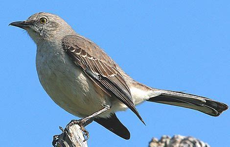 Northern Mockingbird Habitat: Backyards, pastures, orchards, farm hedges and woodland edges ...