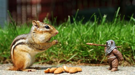 Wallpaper chipmunk, nuts, eating, walk, grass, figurine hd, picture, image