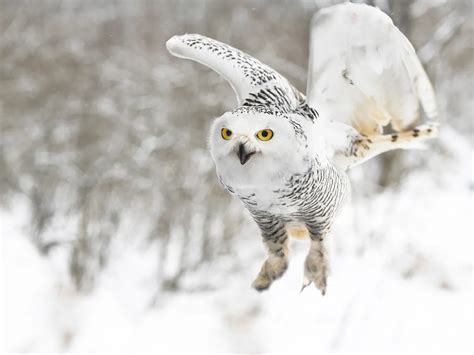 Snowy Owl Nesting (Complete Guide) | Bird Fact