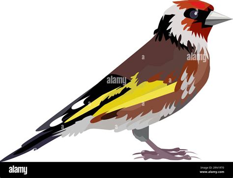 Thrush bird illustration Stock Vector Image & Art - Alamy