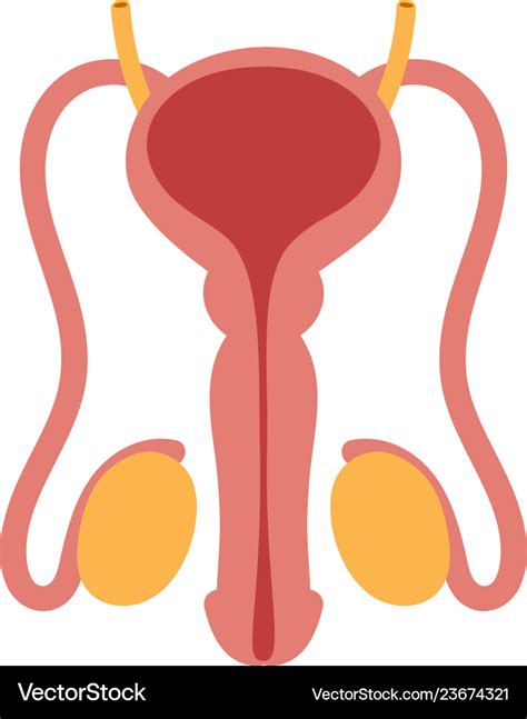 Male Reproductive System Vector Isolated Internal | The Best Porn Website