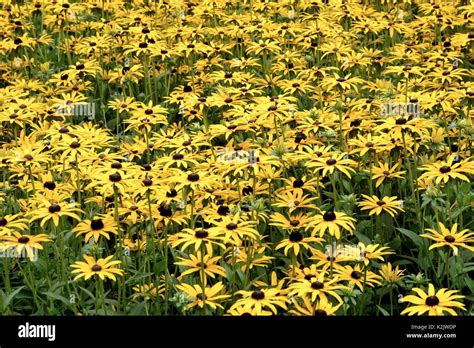 Rudbeckia flowers in garden border Stock Photo - Alamy