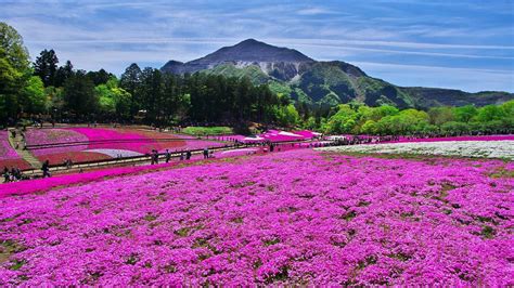 Hitsujiyama Park | Attractions in Chichibu, Tokyo