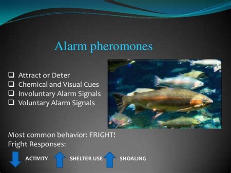 Alarm Pheromones In Aquatic Animals