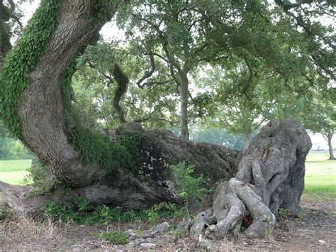 Great Oak tree in Louisiana | Boom